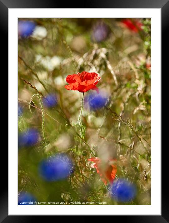 "Vibrant Coquelicot Blossom in Nature" Framed Mounted Print by Simon Johnson
