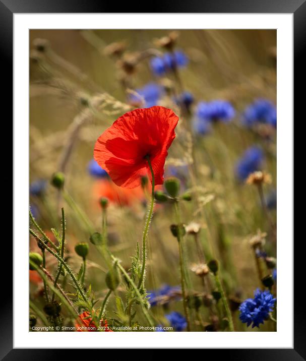 "Vibrant Coquelicot Poppy Blossom" Framed Mounted Print by Simon Johnson