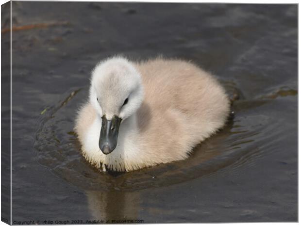 Baby Cygnet On Water Canvas Print by Philip Gough