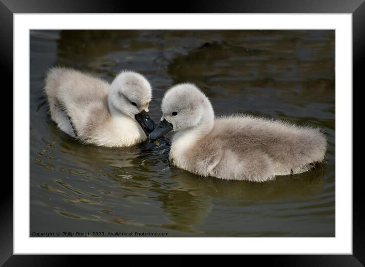 CUTE CYGNETS IN SOMERSET Framed Mounted Print by Philip Gough