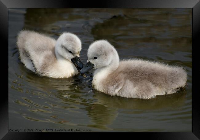 CUTE CYGNETS IN SOMERSET Framed Print by Philip Gough