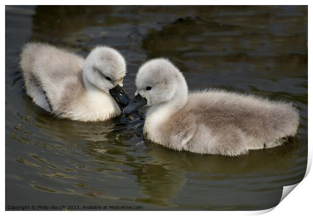 CUTE CYGNETS IN SOMERSET Print by Philip Gough