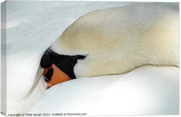 A Swan at rest Canvas Print by Philip Gough