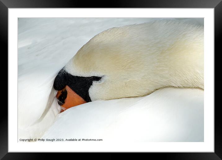 A Swan at rest Framed Mounted Print by Philip Gough