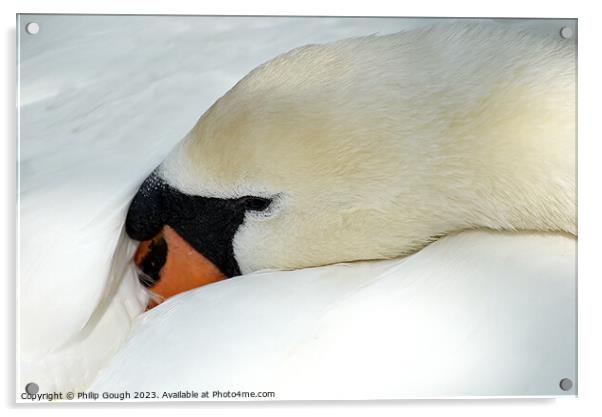 A Swan at rest Acrylic by Philip Gough