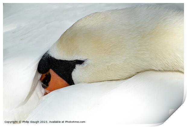 A Swan at rest Print by Philip Gough