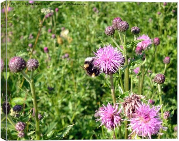 Nature's Ballet: Bumble Bee and Flowering Knapweed Canvas Print by Sandy Young