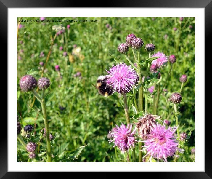 Nature's Ballet: Bumble Bee and Flowering Knapweed Framed Mounted Print by Sandy Young