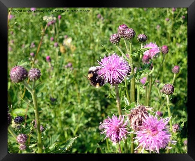 Nature's Ballet: Bumble Bee and Flowering Knapweed Framed Print by Sandy Young