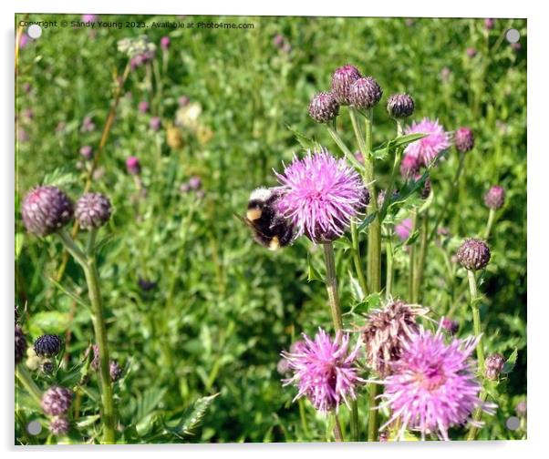 Nature's Ballet: Bumble Bee and Flowering Knapweed Acrylic by Sandy Young