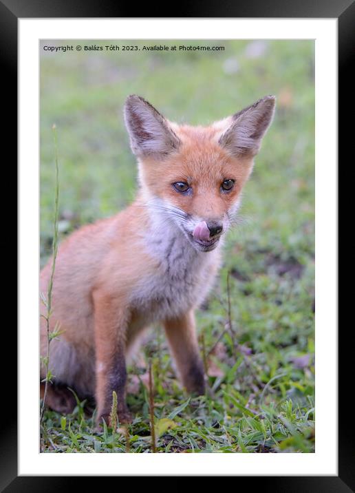 Red fox baby Framed Mounted Print by Balázs Tóth