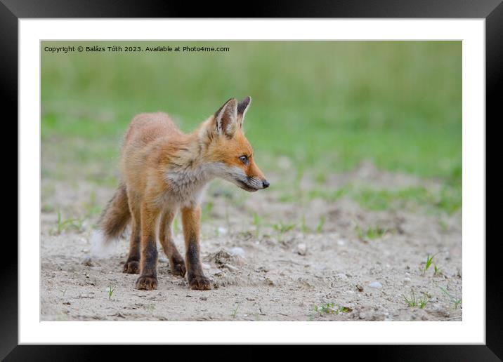 A fox standing in the grass Framed Mounted Print by Balázs Tóth