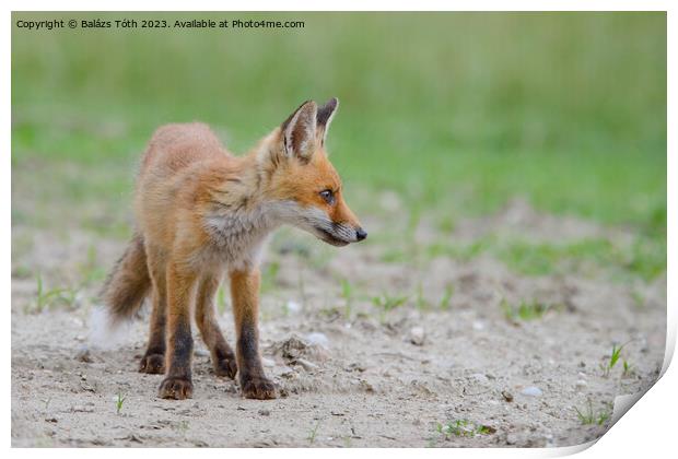 A fox standing in the grass Print by Balázs Tóth