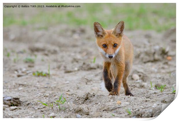 A fox walking in the sand Print by Balázs Tóth