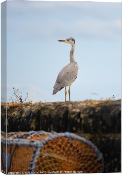 Grey Heron at Pittenweem Harbour Canvas Print by Kay Roxby