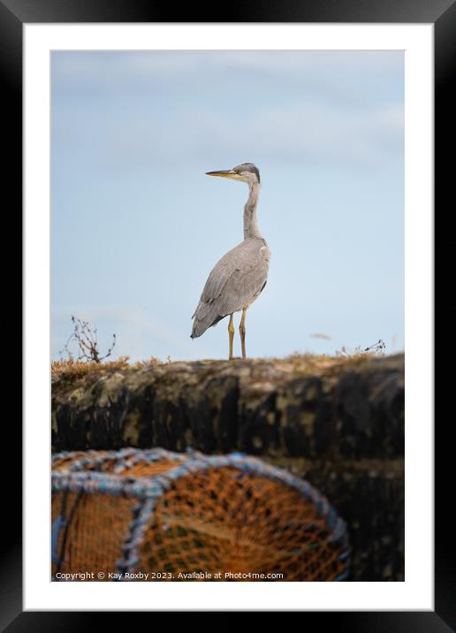 Grey Heron at Pittenweem Harbour Framed Mounted Print by Kay Roxby