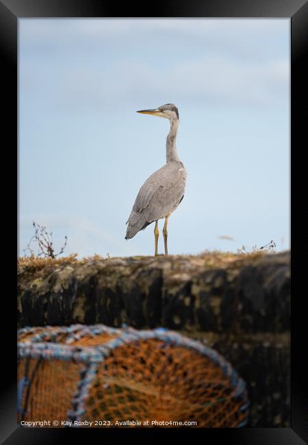 Grey Heron at Pittenweem Harbour Framed Print by Kay Roxby