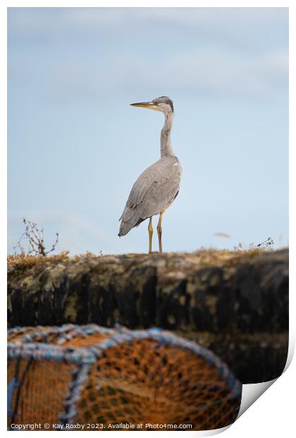 Grey Heron at Pittenweem Harbour Print by Kay Roxby