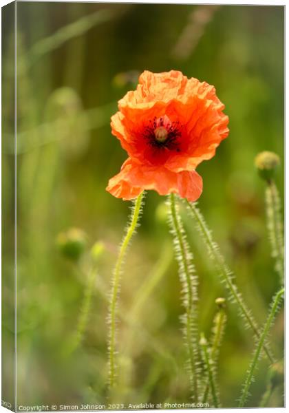 Plant flower Canvas Print by Simon Johnson