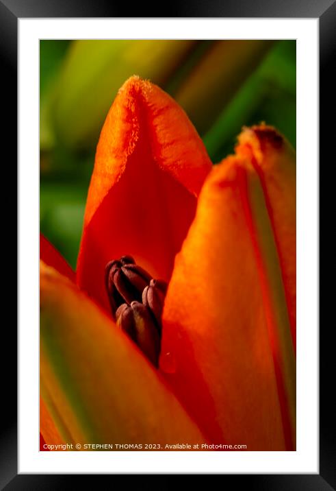 Orange Opening - Lily Framed Mounted Print by STEPHEN THOMAS