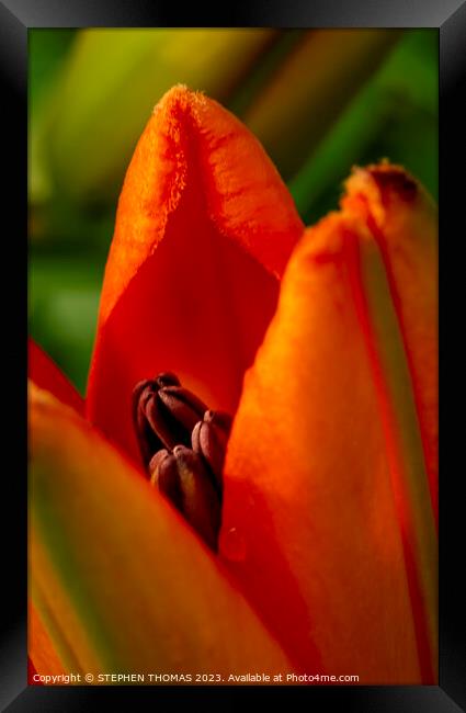 Orange Opening - Lily Framed Print by STEPHEN THOMAS