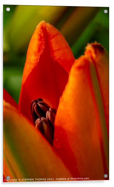 Orange Opening - Lily Acrylic by STEPHEN THOMAS