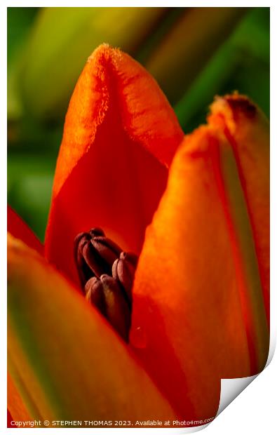Orange Opening - Lily Print by STEPHEN THOMAS