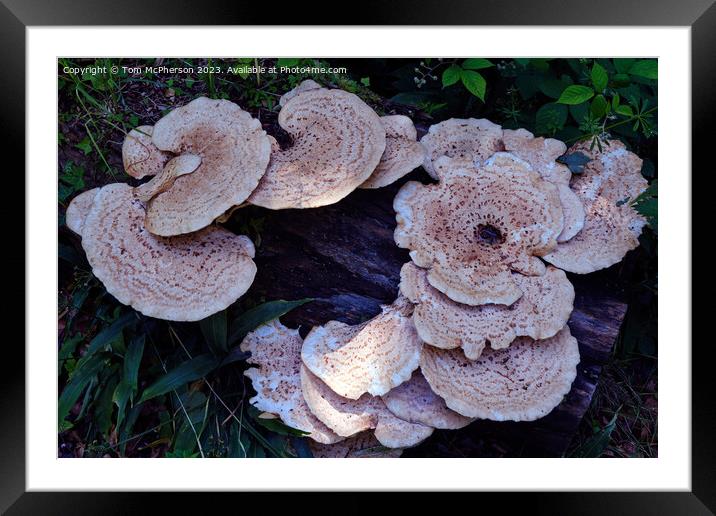 "Nature's Delight: The Enchanting Dryads Saddle" Framed Mounted Print by Tom McPherson