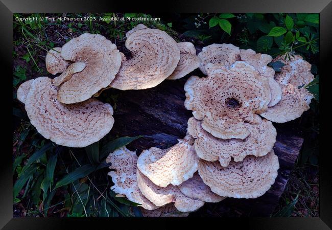 "Nature's Delight: The Enchanting Dryads Saddle" Framed Print by Tom McPherson