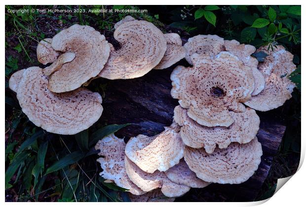 "Nature's Delight: The Enchanting Dryads Saddle" Print by Tom McPherson