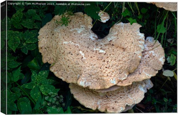 Enchanting Fungi, Nature's Artistry Canvas Print by Tom McPherson