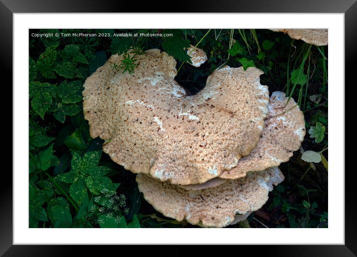 Enchanting Fungi, Nature's Artistry Framed Mounted Print by Tom McPherson