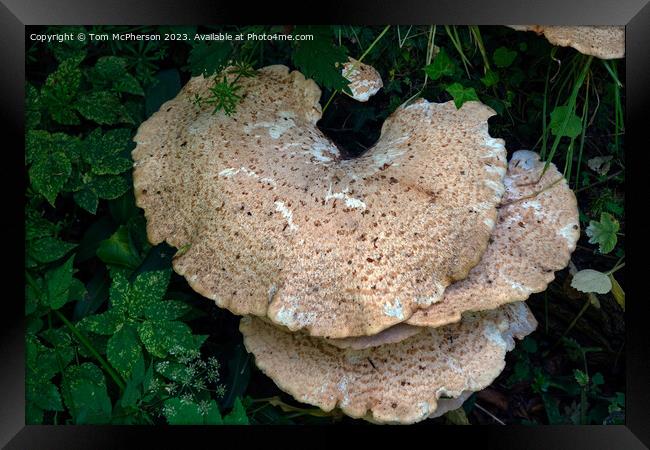 Enchanting Fungi, Nature's Artistry Framed Print by Tom McPherson