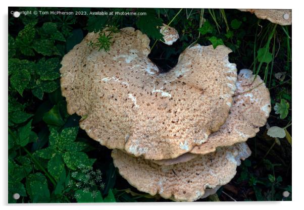 Enchanting Fungi, Nature's Artistry Acrylic by Tom McPherson