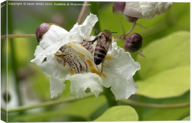 Flower visit from a honey bee Canvas Print by Kevin White
