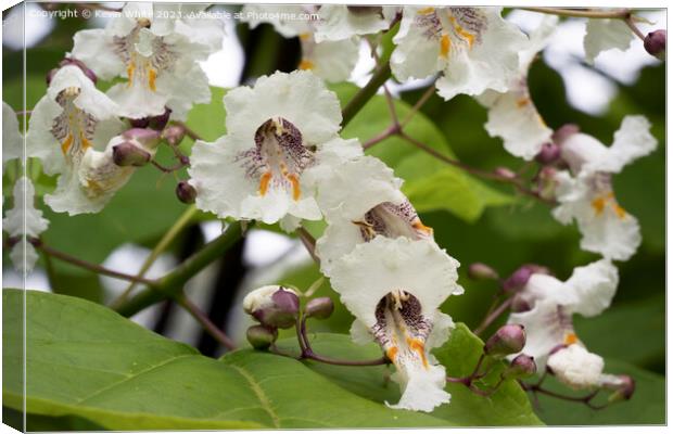 Beautiful flower of the Catalpa Indian bean tree Canvas Print by Kevin White