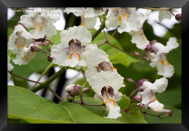 Beautiful flower of the Catalpa Indian bean tree Framed Print by Kevin White