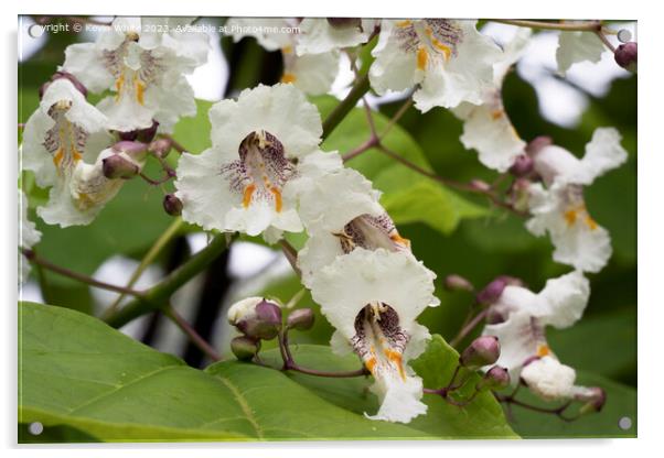 Beautiful flower of the Catalpa Indian bean tree Acrylic by Kevin White