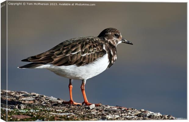 "Nature's Artistry: The Exquisite Turnstone" Canvas Print by Tom McPherson