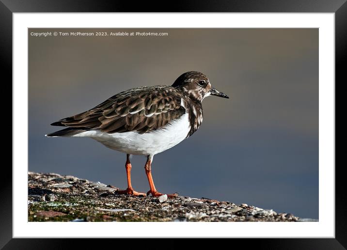 "Nature's Artistry: The Exquisite Turnstone" Framed Mounted Print by Tom McPherson