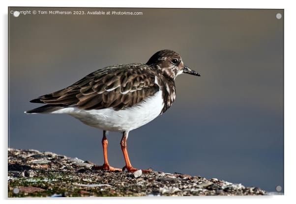 "Nature's Artistry: The Exquisite Turnstone" Acrylic by Tom McPherson