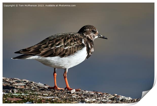 "Nature's Artistry: The Exquisite Turnstone" Print by Tom McPherson