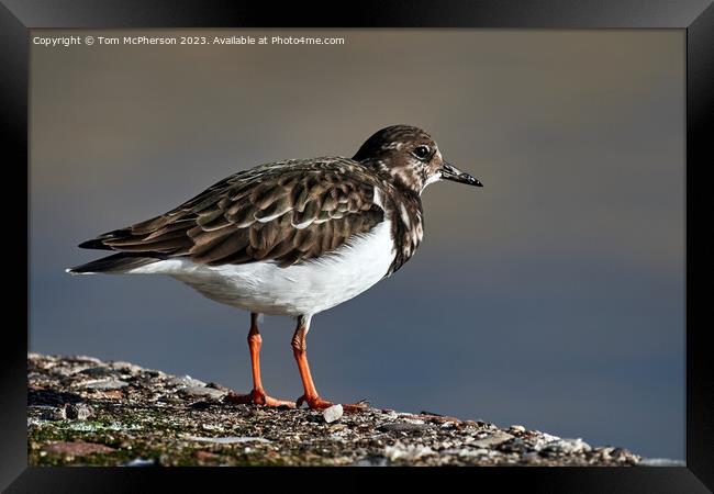 "Coastal Wanderer: A Turnstone's Mottled Beauty" Framed Print by Tom McPherson