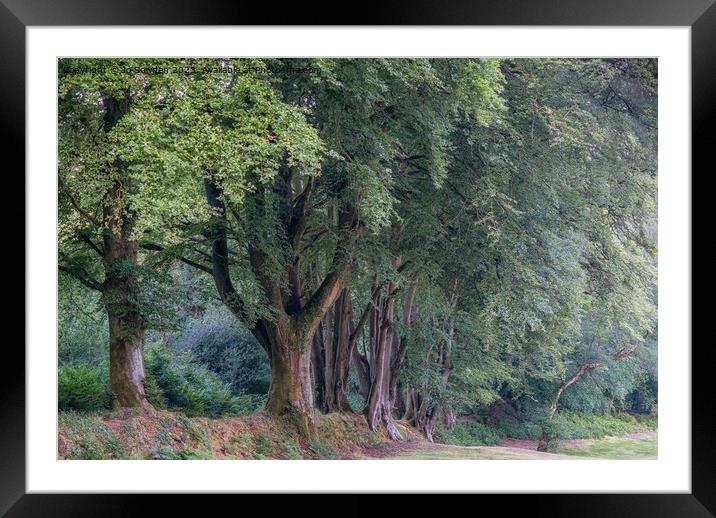 Summer Woodland Trees Framed Mounted Print by Jo Sowden