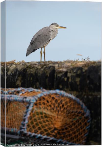 Grey Heron at Pittenweem Harbour 2 Canvas Print by Kay Roxby