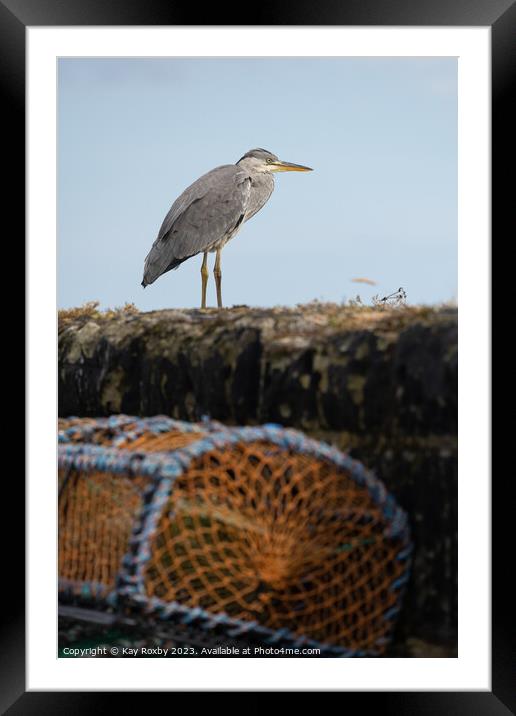 Grey Heron at Pittenweem Harbour 2 Framed Mounted Print by Kay Roxby