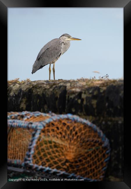 Grey Heron at Pittenweem Harbour 2 Framed Print by Kay Roxby