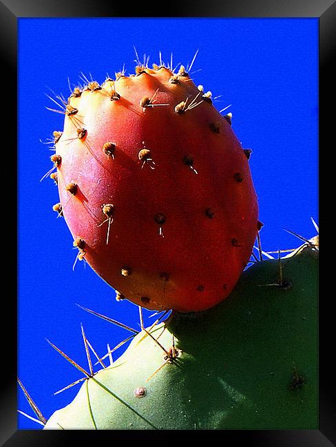 PRICKLY PEAR Framed Print by Doug Poplett