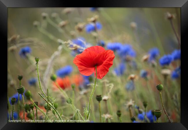 Plant flower Framed Print by Simon Johnson