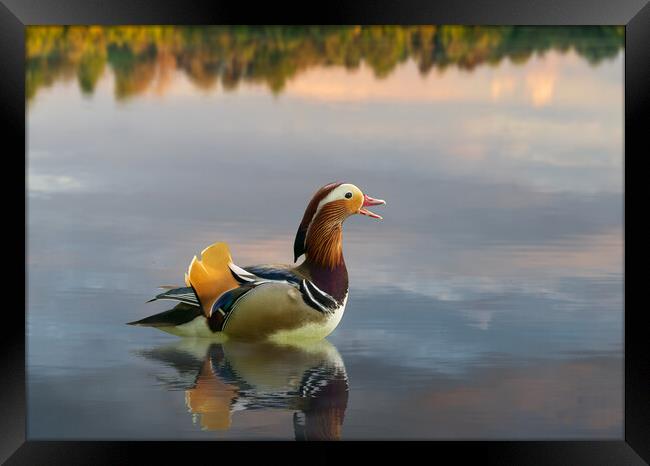 Mandarin duck floats on Ellesmere Mere to a clear reflection of  Framed Print by Steve Heap